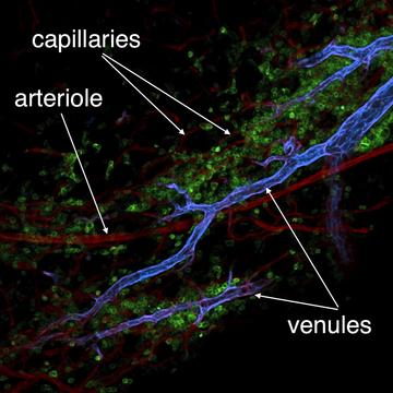 Whole-mount staining of mouse omentum
