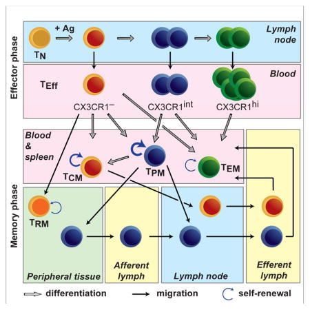 Viral Immunology