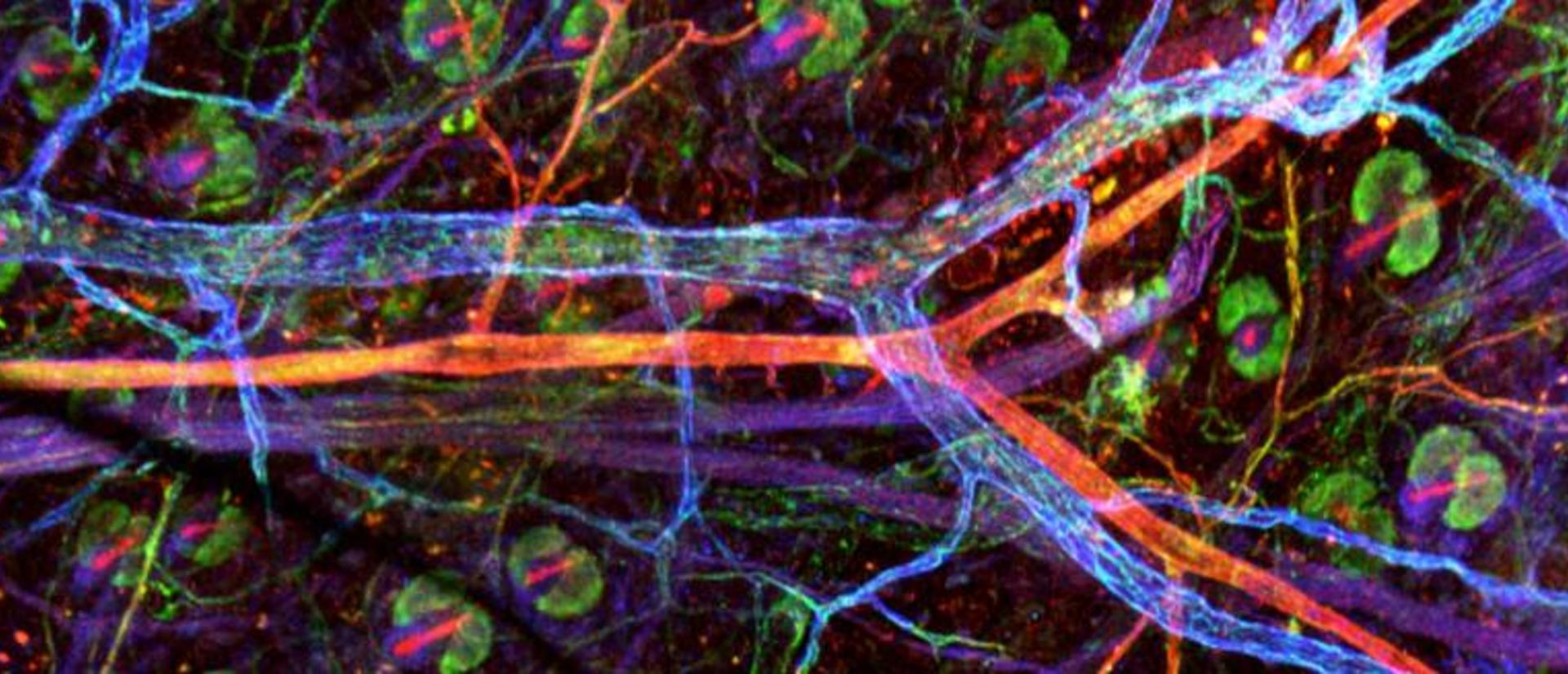 Ear vasculature