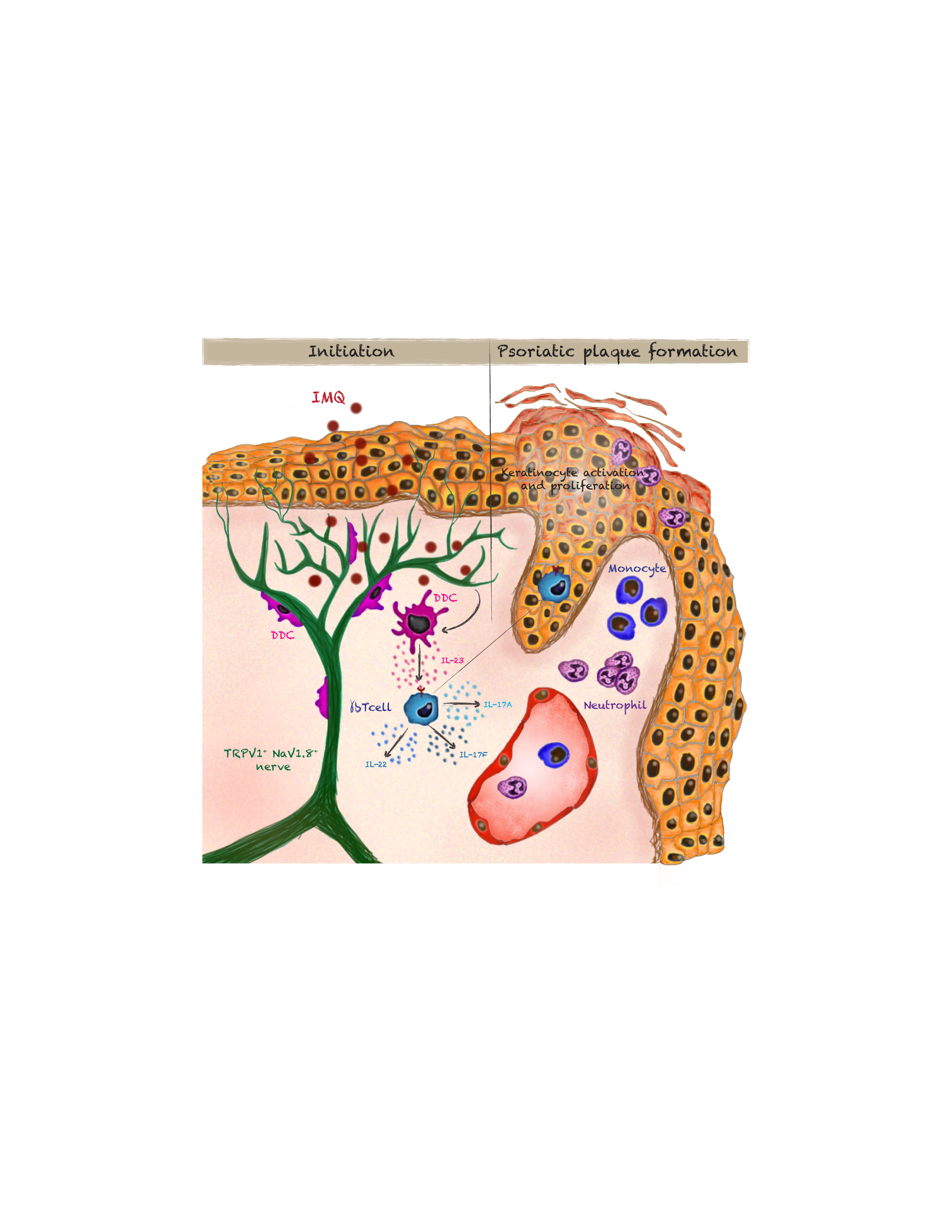 Nociceptive sensory neurons