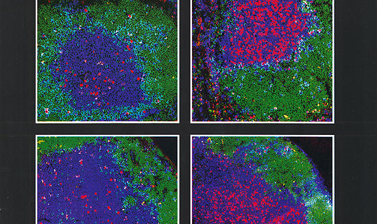 Memory T cell homing