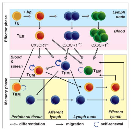 Viral Immunology